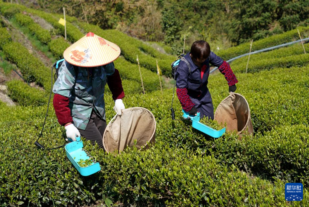 春日采茶忙